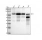 Anti-RIP RIPK1 Rabbit Monoclonal Antibody